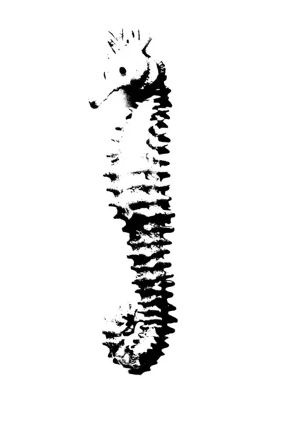 Fekete Sziluett Csikóhal Izolátum Fehér Alapon — Stock Fotó