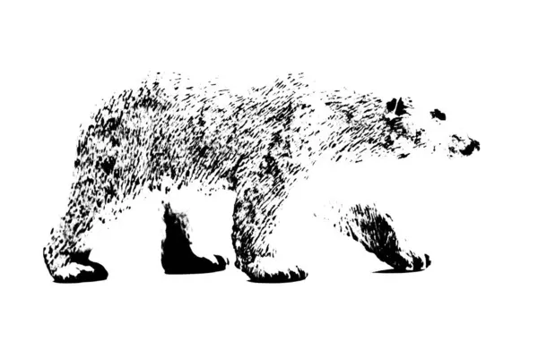 Silueta Velkého Medvěda Model Stojan Izolovaný Bílém Pozadí — Stock fotografie