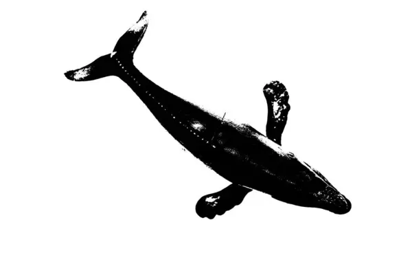白い背景にフィンとテールが孤立した魚の黒いシルエット — ストック写真