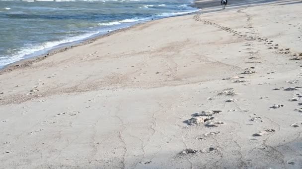 Beautorul Θάλασσα Αποτύπωμα Του Αλόγου Στην Παραλία Άμμο Φυσικό Φόντο — Αρχείο Βίντεο