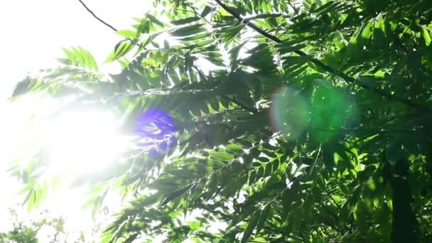 Green Leaves Sway Wind Sunlight — Stock Video