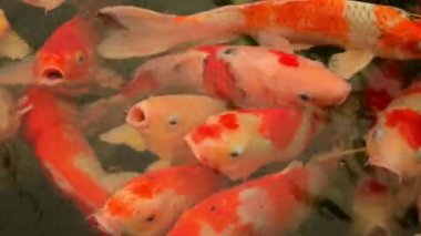 Gölette renkli koi balığı, beslenme zamanı.