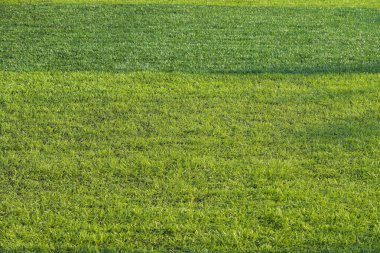 Yapay yeşil çimen çimenlik futbol sahası. Siyah plastik tanecikli.