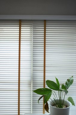 white window blinds and green leaf in home, object for decorate interior of house