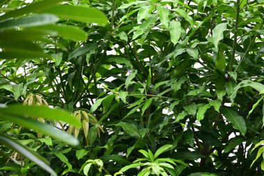 beautiful green leaf texture in springtime, water drop on leaves