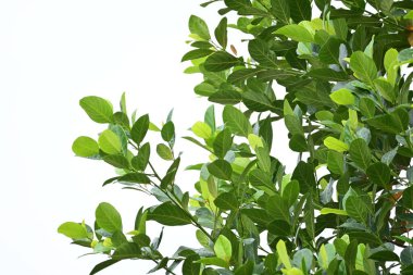beautiful green leaf texture in springtime, water drop on leaves