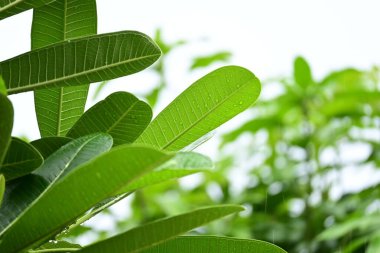 beautiful green leaf texture in springtime, water drop on frangipani leaves