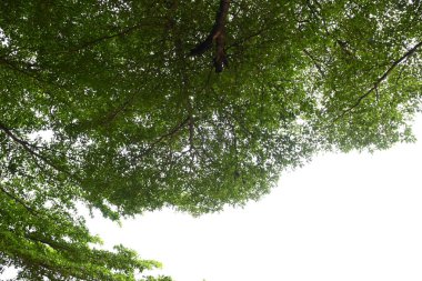 Baharda beyaz gökyüzünde yeşil yapraklı büyük ağaç