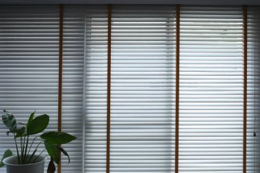 white window blinds and green leaf in home, object for decorate interior of house