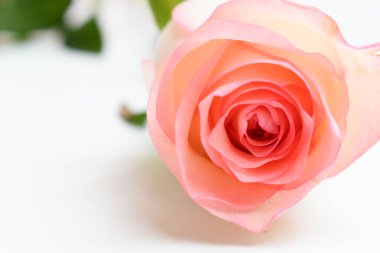 Güzel pembe gül çiçeği beyaz arka planda izole, Sevgililer Günü