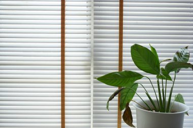 white window blinds and green leaf in home, object for decorate interior of house
