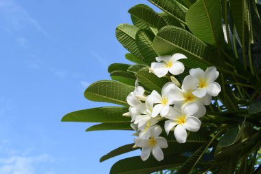 beautiful white frangipani flower blooming with blue sky in springtime, natural backgroun