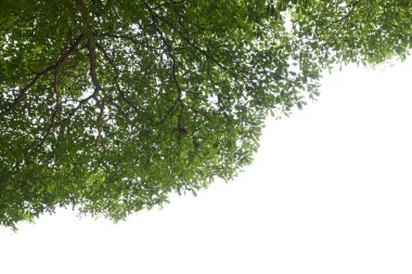 Baharda beyaz gökyüzünde yeşil yapraklı büyük ağaç