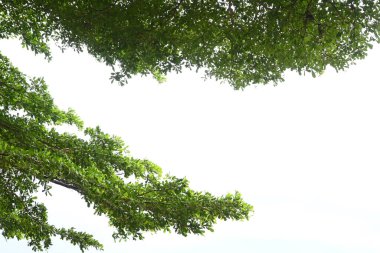 Baharda beyaz gökyüzünde yeşil yapraklı büyük ağaç