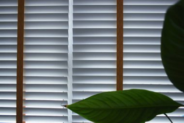 white window blinds and green leaf in home, object for decorate interior of house