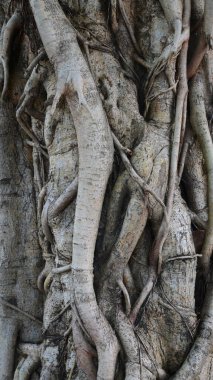Büyük gövde banyan, kahverengi eski kök ağacı