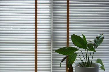 white window blinds and green leaf in home, object for decorate interior of house