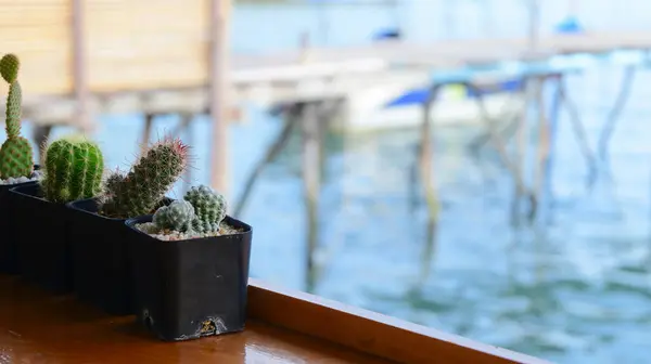 stock image pot of cactus on wood table with texture of water view