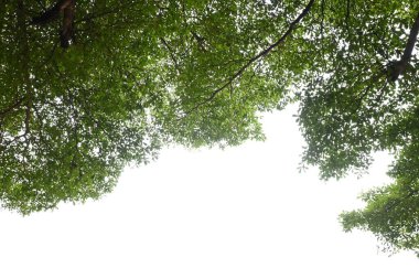 Baharda beyaz gökyüzünde yeşil yapraklı büyük ağaç