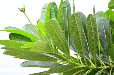 Güzel Frangipani çiçek ağacı İlkbaharda, yağmurlu günde