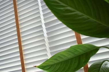 white window blinds and green leaf in home, object for decorate interior of house