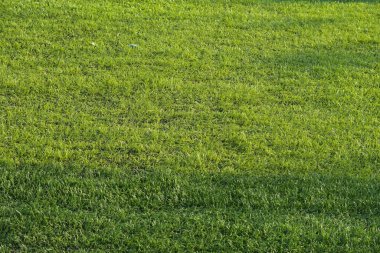 Yapay yeşil çimen çimenlik futbol sahası. Siyah plastik tanecikli.