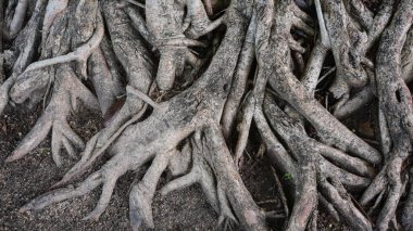 Büyük gövde banyan, kahverengi eski kök ağacı