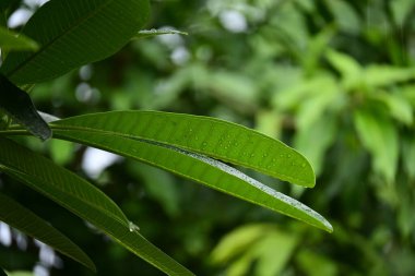 beautiful green leaf texture in springtime, water drop on frangipani leaves