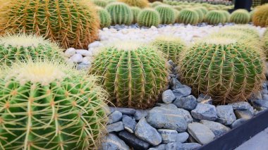 Sera bahçesinde küre kaktüsü