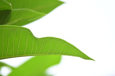 beautiful green leaf texture in springtime, water drop on frangipani leaves