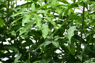 beautiful green leaf texture in springtime, water drop on leaves