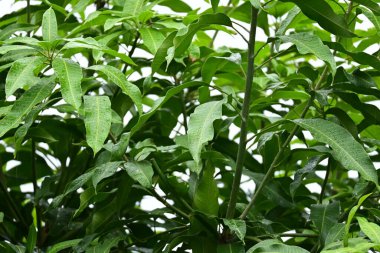 beautiful green leaf texture in springtime, water drop on leaves