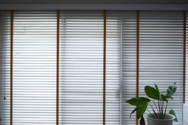 white window blinds and green leaf in home, object for decorate interior of house