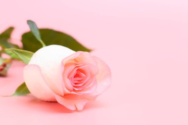 Pembe arka planda güzel pastel güller, sevgililer günü