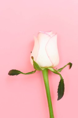 Pembe arka planda güzel pastel güller, sevgililer günü