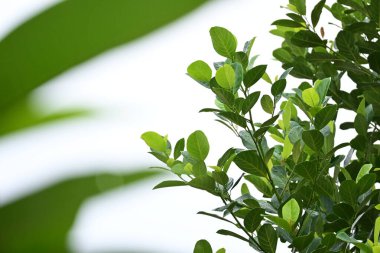 beautiful green leaf texture in springtime, water drop on leaves