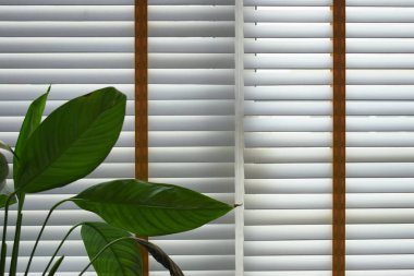 white window blinds and green leaf in home, object for decorate interior of house