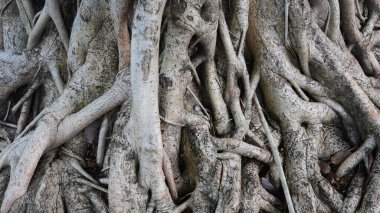 Büyük gövde banyan, kahverengi eski kök ağacı