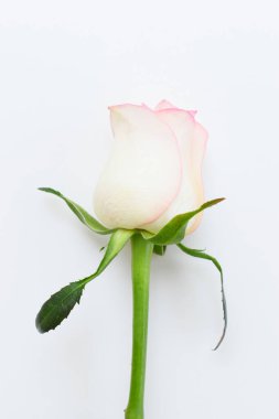 Güzel pembe gül çiçeği beyaz arka planda izole, Sevgililer Günü