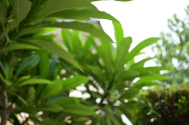 defocused beautiful green leaf texture in springtime, abstract blur natural background