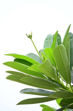 beautiful green leaf texture in springtime, water drop on frangipani leaves