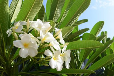 beautiful white frangipani flower blooming with blue sky in springtime, natural backgroun