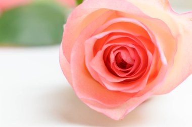 Güzel pembe gül çiçeği beyaz arka planda izole, Sevgililer Günü