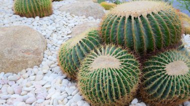 Sera bahçesinde küre kaktüsü