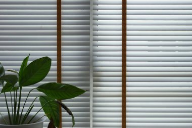 white window blinds and green leaf in home, object for decorate interior of house