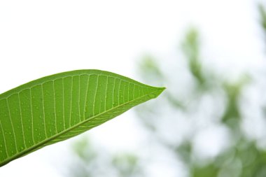 beautiful green leaf texture in springtime, water drop on frangipani leaves