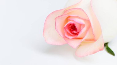 Güzel pembe gül çiçeği beyaz arka planda izole, Sevgililer Günü