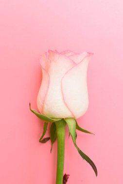 Pembe arka planda güzel pastel güller, sevgililer günü