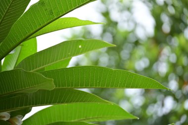 beautiful green leaf texture in springtime, water drop on frangipani leaves