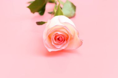 Pembe arka planda güzel pastel güller, sevgililer günü